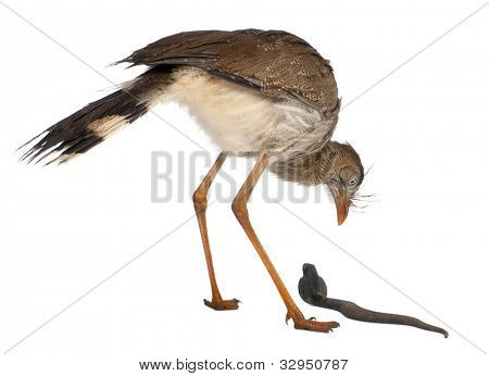 Červená legged Seriema nebo chocholatý Cariama Cariama hřebenitá, stojící před bílým pozadím