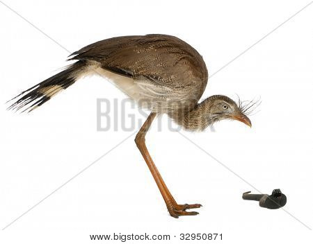 Červená legged Seriema nebo chocholatý Cariama Cariama hřebenitá, stojící před bílým pozadím