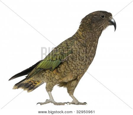 KEA, Nestor notabilis, een papegaai, staande voor de witte achtergrond