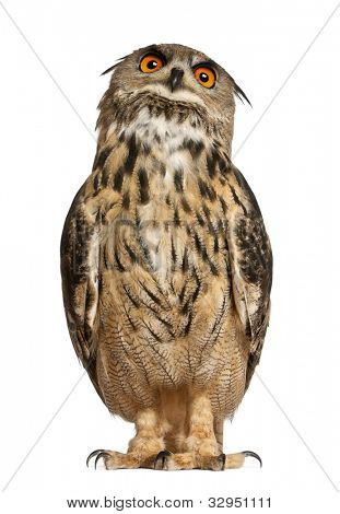 Porträt von Uhu, Bubo Bubo, Uhu, vor weißen Zwillingsvulkane stand eine Art
