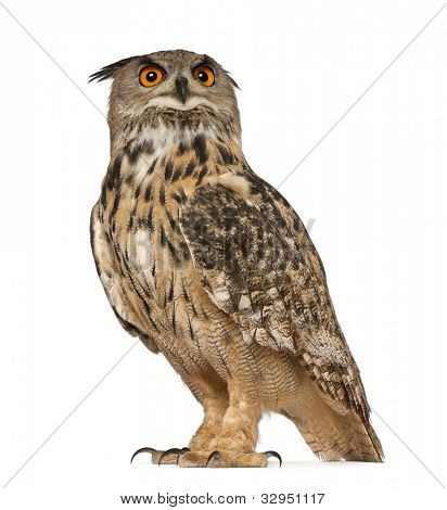 Uhu, Bubo Bubo, eine Art von Uhu, standing in front of white background