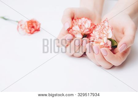 Beautiful Female Hands Holding Carnations Against A White Background. Concept Ovarian Cancer, Infert