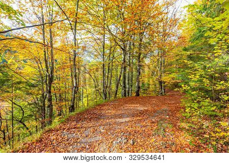 Walkway With Colorful Leaves In An Autumn Forest. Kvacianska Valley In Liptov Region Of Slovakia, Eu