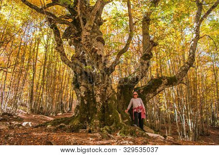 Passo Godi, Abruzzo - October 23, 2019: The Beech Of The Pontone (faggio Del Pontone): 600 Years Of 