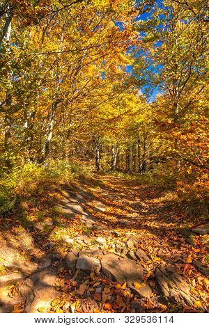 Walkway In Birch Forest In Autumn Colors. Kysuce Region In The North Of Slovakia, Europe.