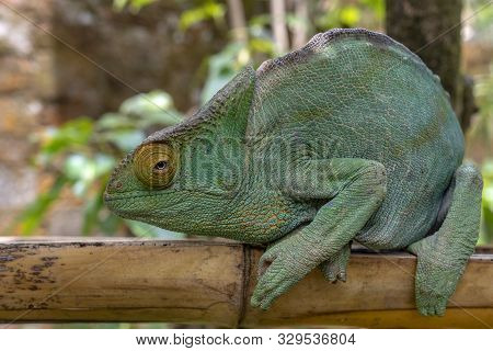 Green Chameleon - Chamaeleo Calyptratus ,wild Nature Madagascar