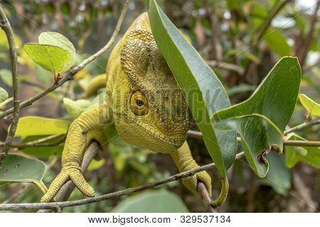 Green Chameleon - Chamaeleo Calyptratus ,wild Nature Madagascar