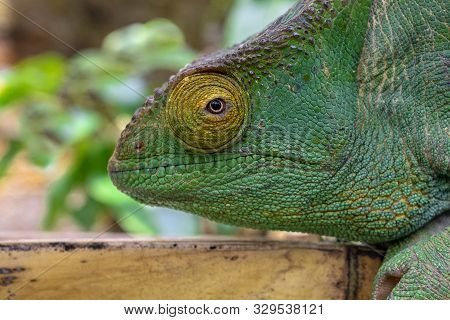 Green Chameleon - Chamaeleo Calyptratus ,wild Nature Madagascar