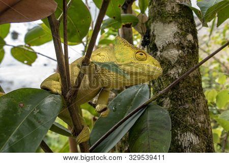 Green Chameleon - Chamaeleo Calyptratus ,wild Nature Madagascar