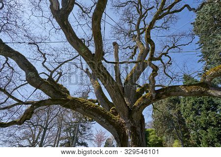 Large And Old Branched Tree Styphnolobium Japonicum In Spring And Without Leaves, Against The Blue S