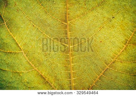 Green Leaf Texture And Background. Macro View Of Green Leaf Texture. Organic Pattern. Abstract Textu