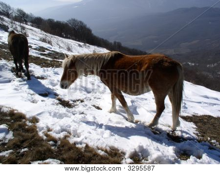 Cavallo