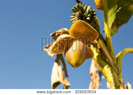 Banana Flower On A Banana Farm On Blue Sky Background. Focus A Banana Bud On Tree. Nature Concept.