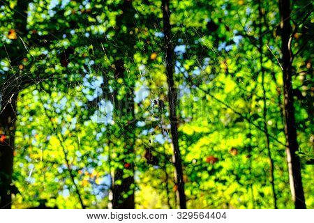 Black And Yellow Spide On Web In Forest