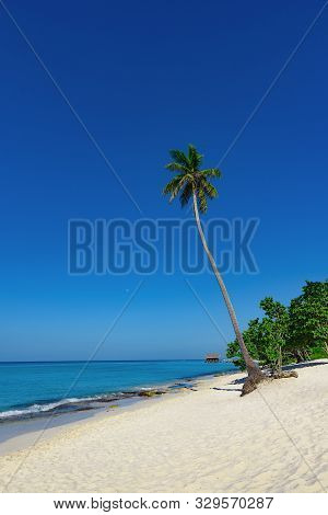 Beautiful Caribbean Landscape With Palm Tree On The Beach