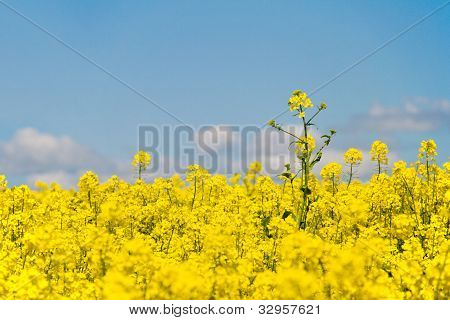Oilseed And Blue Sky