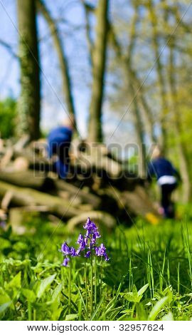 Bluebell And Log Pile
