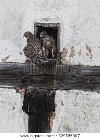 Falcon Bird Of Prey Griffin Raptor Nature Falconry Powerful