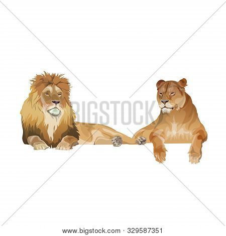 Lion And Lioness Lying Together, Realistic Vector