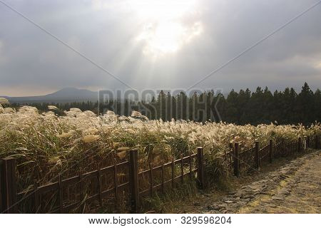 Miscanthus Sinensis On Road To Sangumburi Crater Against The Background Of A Stormy Sky Jeju Island,