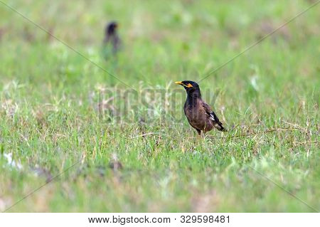 The Common Myna Is Brown With A Black Head. It Has A Yellow Bill, Legs And Bare Eye Skin.the Common 