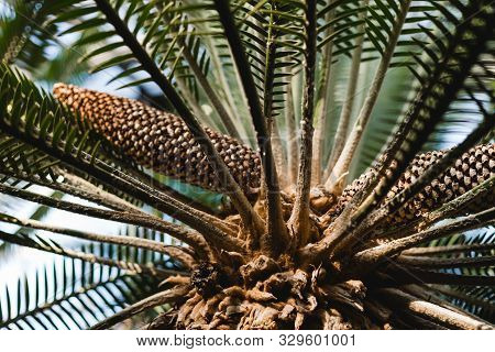 Japanese Sago Palm, Closeup Of Sago Palm Leaves And Cone. Nature Background