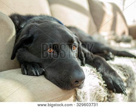 Lazy Sleepy Black Dog Laying On Sofa Couch In The Sun