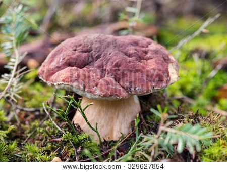 Porcini Mushrooms. The King Bolete. Edible Mushrooms In The Forest.