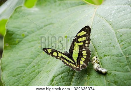 Malachite Butterfly (siproeta Stelenes) On A Big Green Leaf