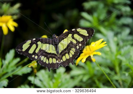 Malachite Butterfly (siproeta Stelenes) With Green Leaves And Yellow Flowers