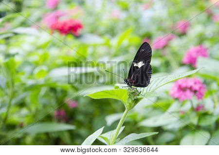 Antiochus Longwing (heliconius Antiochus) In A Colombian Sunny Garden Of Pink Flowers