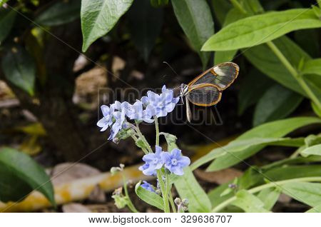 Glasswinged Butterfly (greta Oto), A Beautiful Transparent Winged Lepidoptera