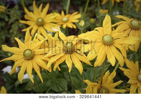 Yellow Rudbeckia Cone-flowers, Black-eyed-susans Flowers Close-up. Rudbeckia In The Garden. Yellow-b