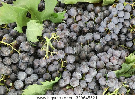 Background Of Red Grapes With Leaves After The Harvest In Autumn