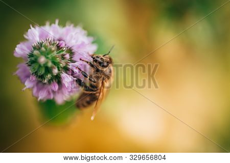 Bee Licking Nectar, The Drink Of The Gods, From A Mint Flower In Late Summer, While The Sun Is Risin