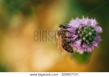 Bee Licking Nectar, The Drink Of The Gods, From A Mint Flower In Late Summer, While The Sun Is Risin