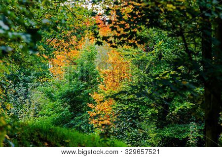 Forest With Leafy Trees With A Beautiful Contrast Between Green And Yellow Leaves, Day At The Beginn