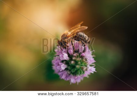 Bee Licking Nectar, The Drink Of The Gods, From A Mint Flower In Late Summer, While The Sun Is Risin