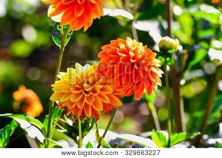 Flower Of The Dahlia Wigo Super In Late Summer And Autumn