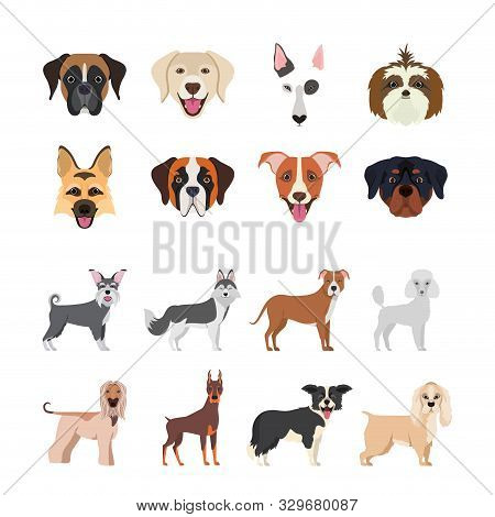Bundle Of Dog Breeds Group Vector Illustration Design