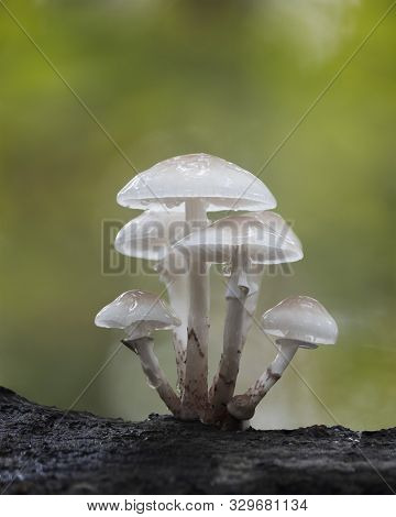 Simple Cluster Of Small White Shiny Porcelain Fungus On A Dark Tree Trunk In A Green Forest, Oudeman