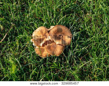 Beautiful closeup of forest mushrooms. Lactarius deterrimus