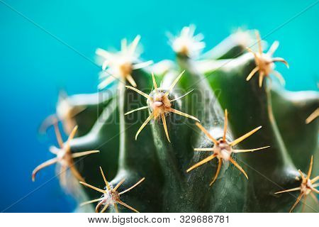 Small Green Cactus With Bent Needles On A Blue Background.