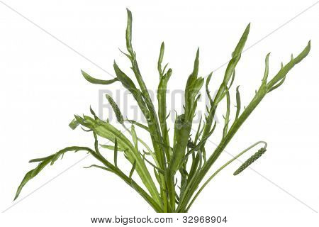 Plantain Corne de cerf laisse sur fond blanc