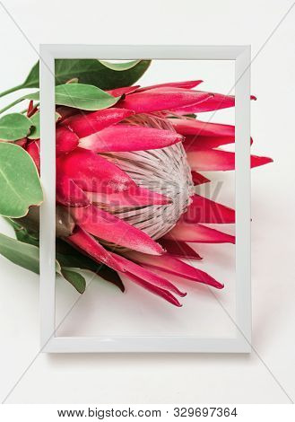 Big Flower Protea With Red Petals And Green Leaves On Lignt Concrete Background. Exotic Flower In Wh