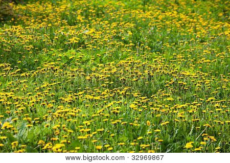 Engen med masser af blomstrende mælkebøtter