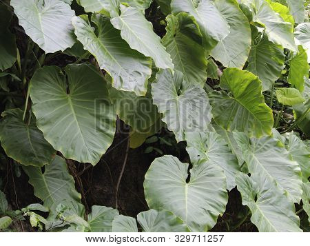 Tropical Green Xanthosoma Plants For Decorating A Garden
