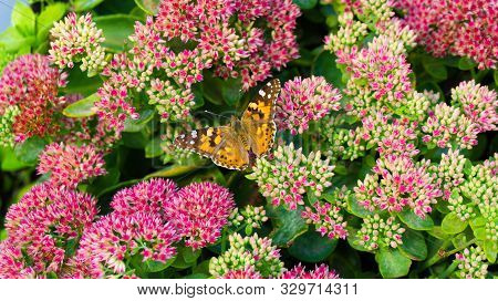Butterfly Sits On Flowers In A Summer Park