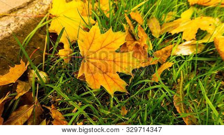 Fallen Foliage In The Park In Early October