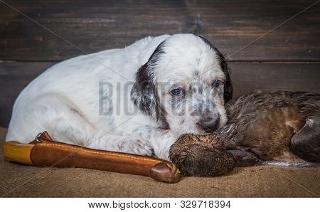 English Setter Puppy Dog With Knife And Duck